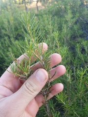 Banksia laricina