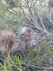 Banksia laricina