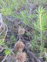 Banksia laricina
