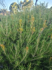 Banksia laricina