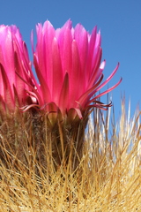 Trichocereus tarijensis