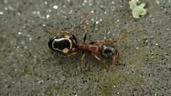 Dolichoderus quadripunctatus