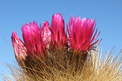Trichocereus tarijensis