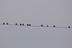Passer montanus