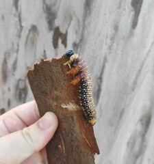Symphyta