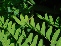 Platycnemis acutipennis