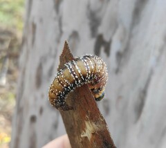 Symphyta