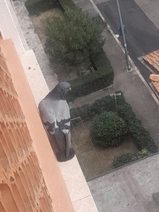 Columba livia domestica