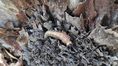 Symphyta