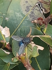 Calliphora