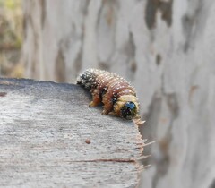 Symphyta