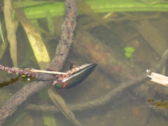 Cybister lateralimarginalis