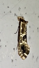 Moerarchis inconcisella