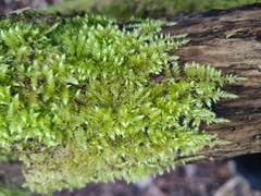 Brachythecium rutabulum