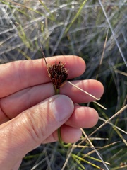 Schoenus nigricans