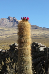 Trichocereus tarijensis