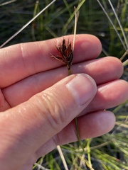 Schoenus nigricans