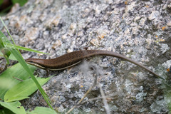 Trachylepis varia