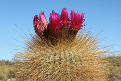 Trichocereus tarijensis