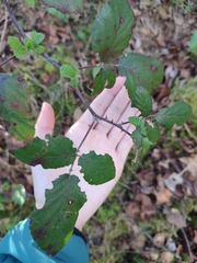 Rubus ulmifolius