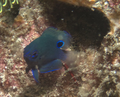 Pomacentrus burroughi