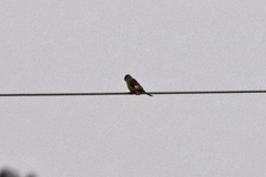Chloris sinica