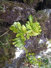 Polypodium macaronesicum azoricum