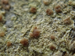 Bacidia rubella