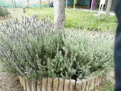 Lavandula angustifolia