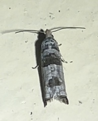 Spilonota constrictana