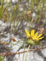 Cryptocephalus decemnotatus