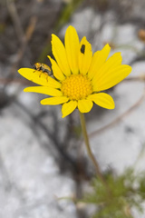 Cryptocephalus decemnotatus