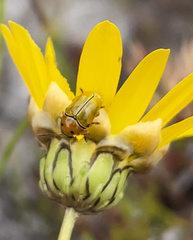 Cryptocephalus decemnotatus