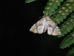 Musotima nitidalis