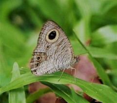 Ypthima horsfieldii humei