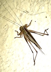 Conocephalus albescens