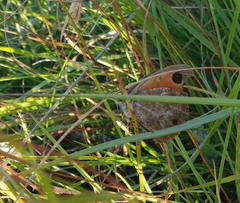 Pseudonympha magoides
