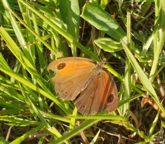 Pseudonympha magoides