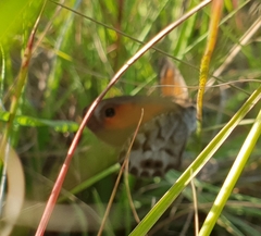 Pseudonympha magoides