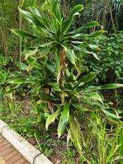 Dracaena aletriformis