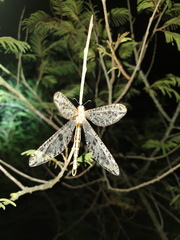 Palparini