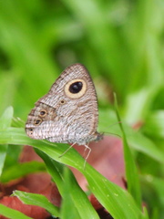 Ypthima horsfieldii humei