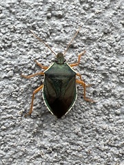Tynacantha marginata