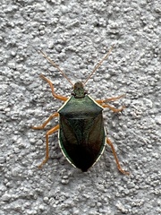 Tynacantha marginata