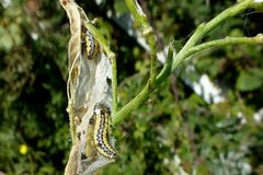 Evergestis extimalis