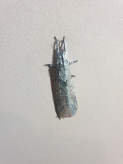 Acanthaclisini