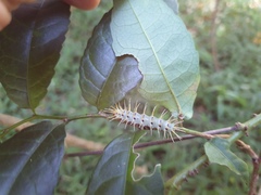 Acraea aganice aganice