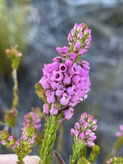 Erica pulchella