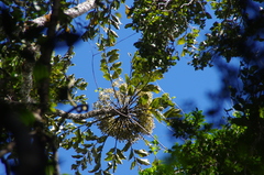 Polyscias multibracteata