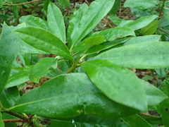 Rhododendron ponticum
